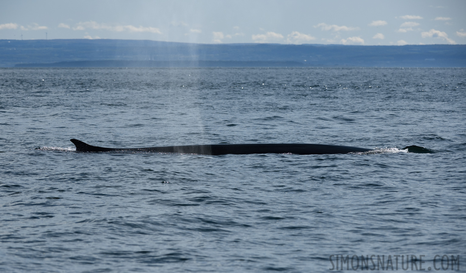 Balaenoptera physalus [200 mm, 1/6400 sec at f / 7.1, ISO 640]